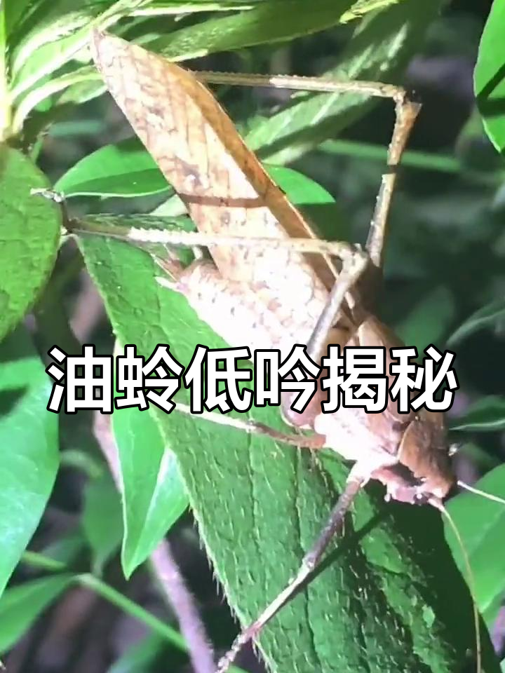 从百草园到三味书屋:油蛉的低吟声