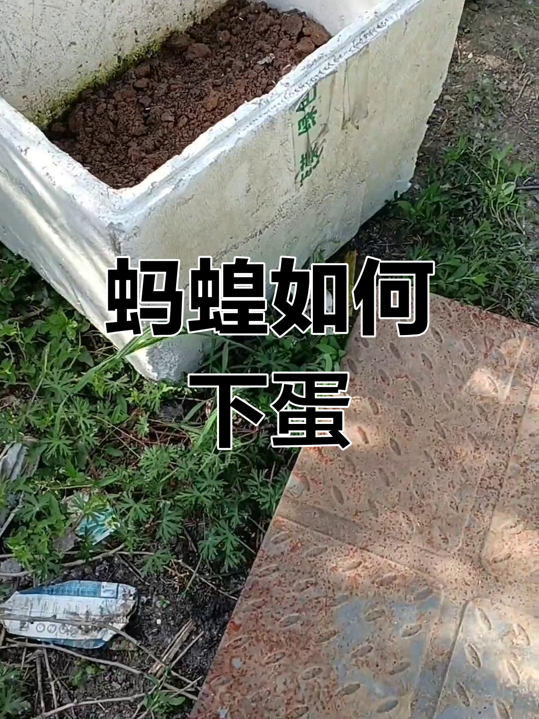 蚂蝗产卵全过程揭秘