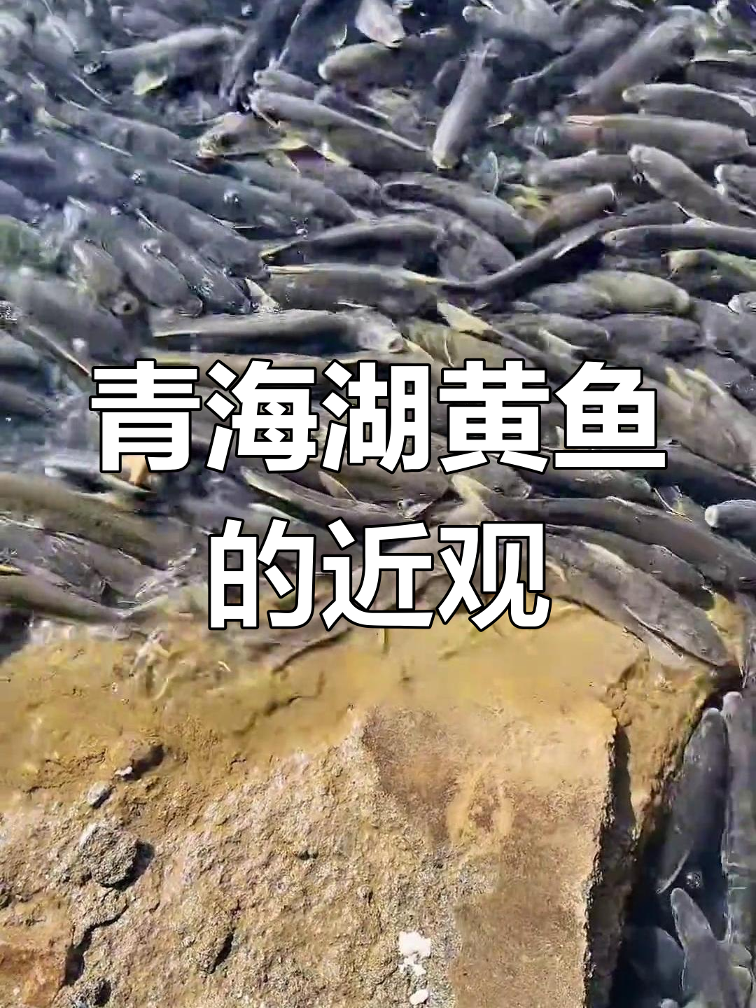 近距离观察青海湖黄鱼,光滑无鳞的独特魅力