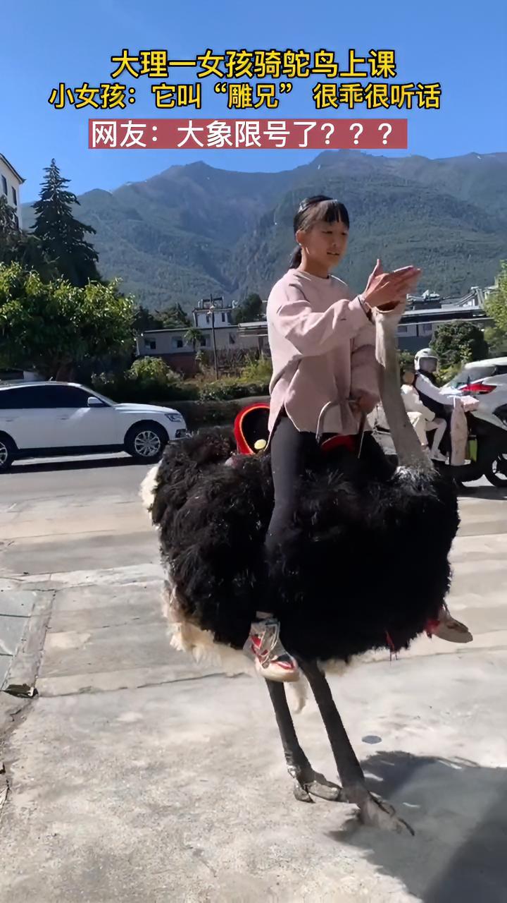 大理小女孩骑鸵鸟上课,网友:大象今天限号了?有趣的灵魂