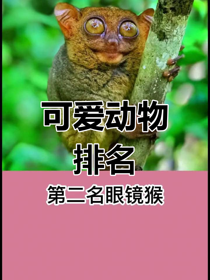 可爱的动物排名图片