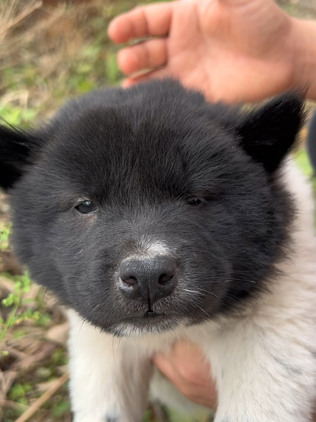 白狗黑头身带印招财富贵犬