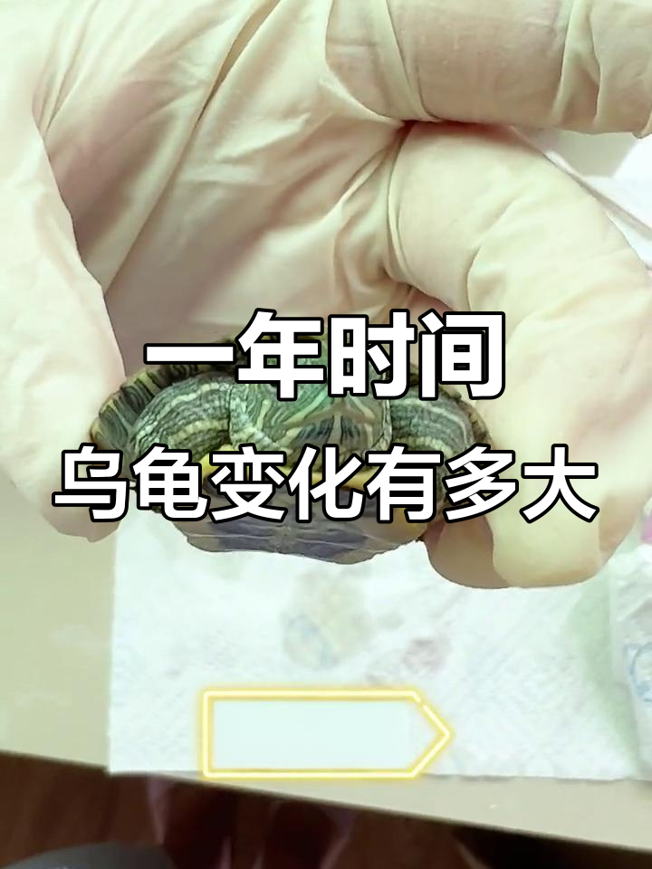 4月乌龟生长记录:巴西龟一年能长多大?