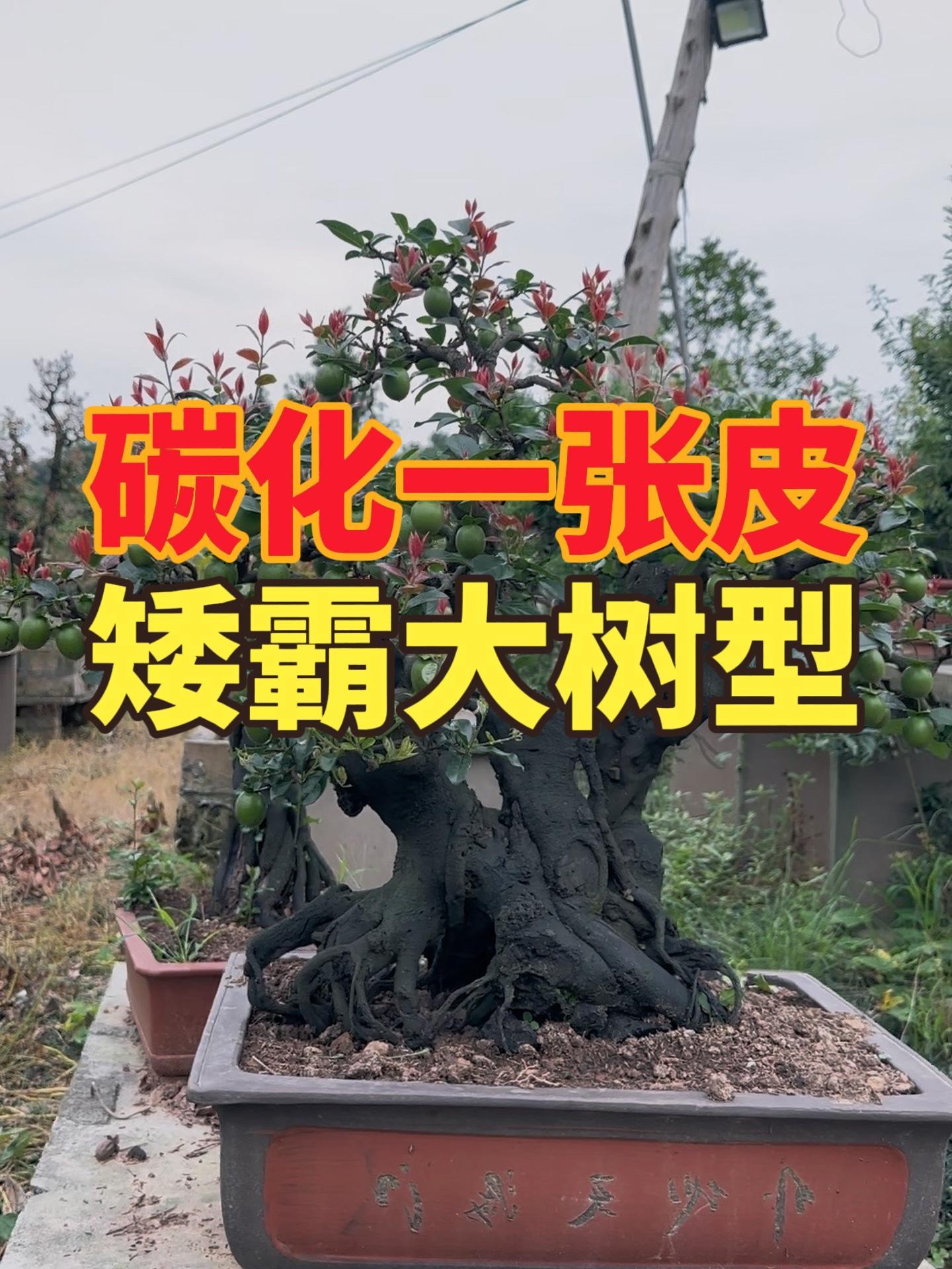 泸州一号红了哟 灌木金弹子 金弹子 精品盆景 来抖音学盆景 金弹子