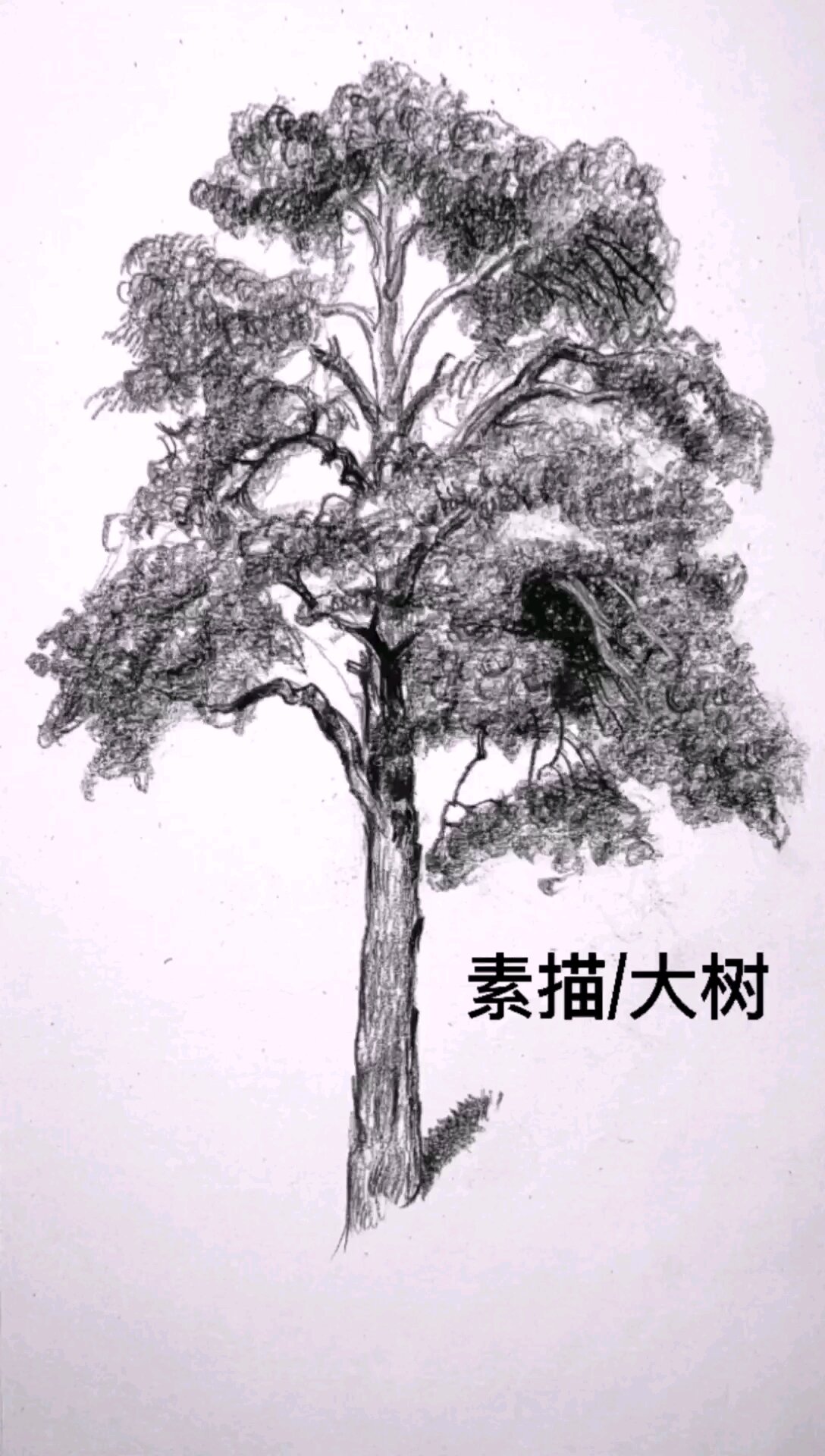 素描/大树