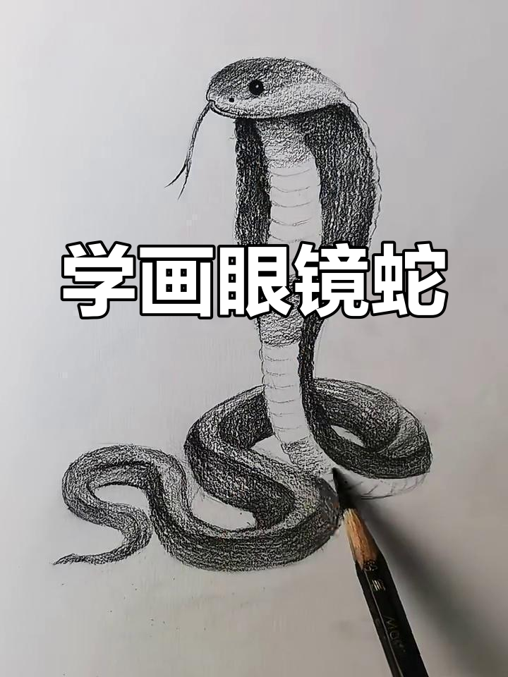 轻松画出逼真眼镜蛇,步骤简单又有趣