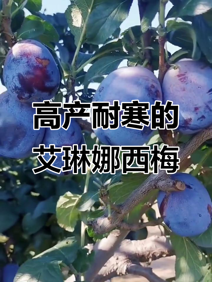 德国引进艾琳娜西梅,耐寒抗病高产,含糖量惊人