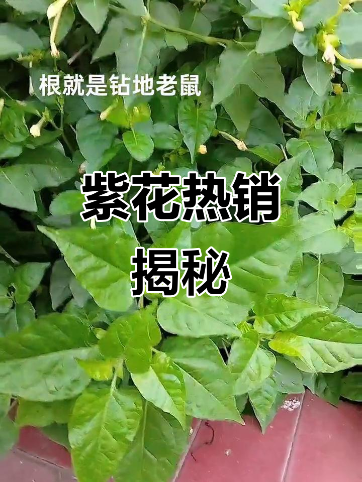 这种紫花植物,最近火爆网络,被称为"钻地老鼠"