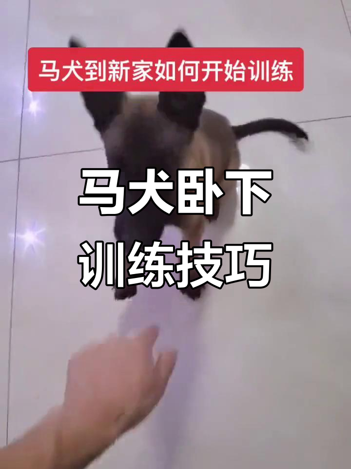 马犬幼犬训练:如何让它轻松卧下