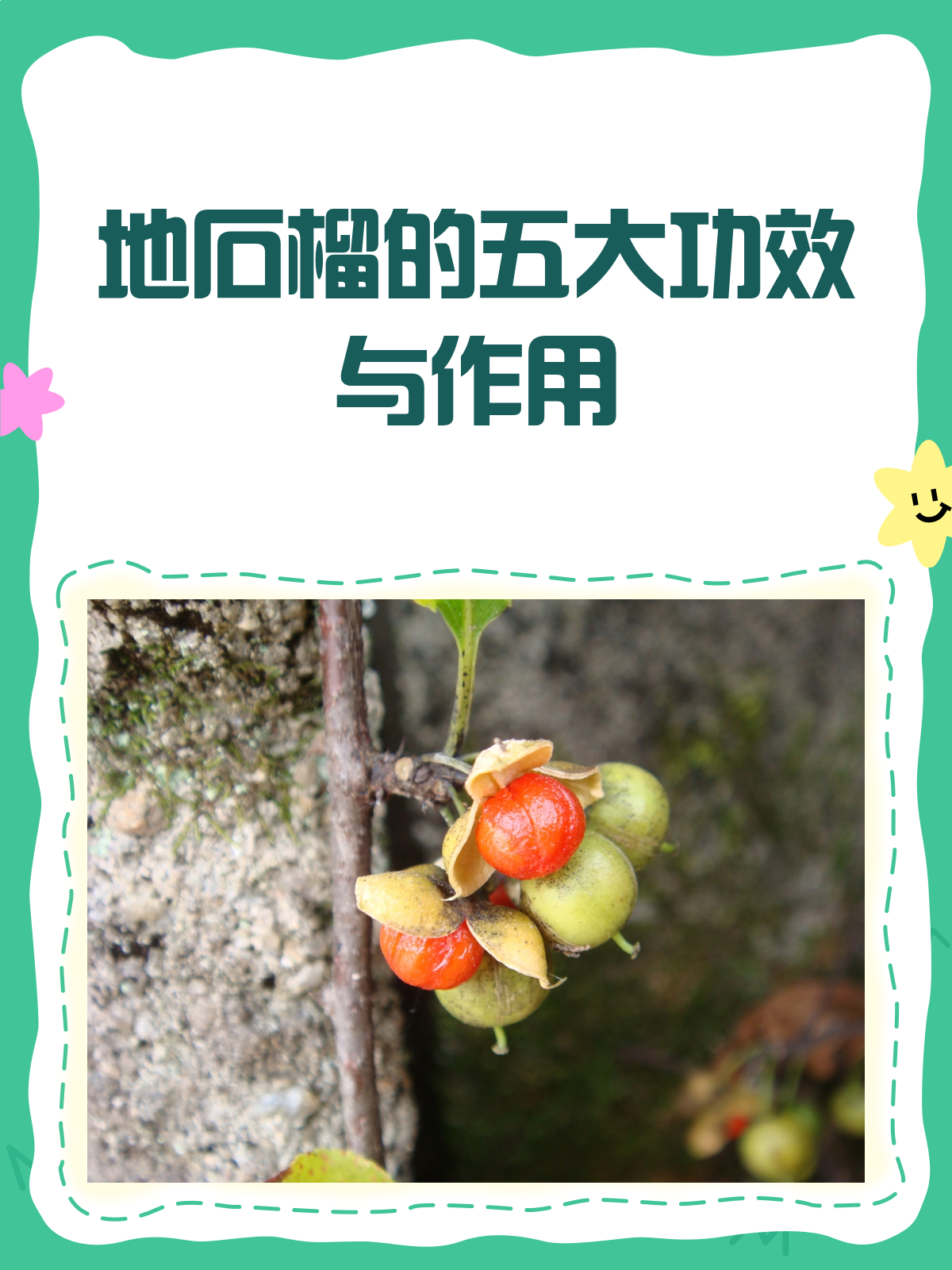 地石榴全身是宝!解锁它的神奇功效与作用