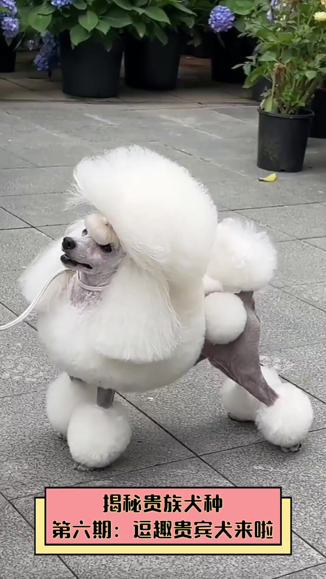 揭秘贵族犬种,第六期:逗趣贵宾犬来啦