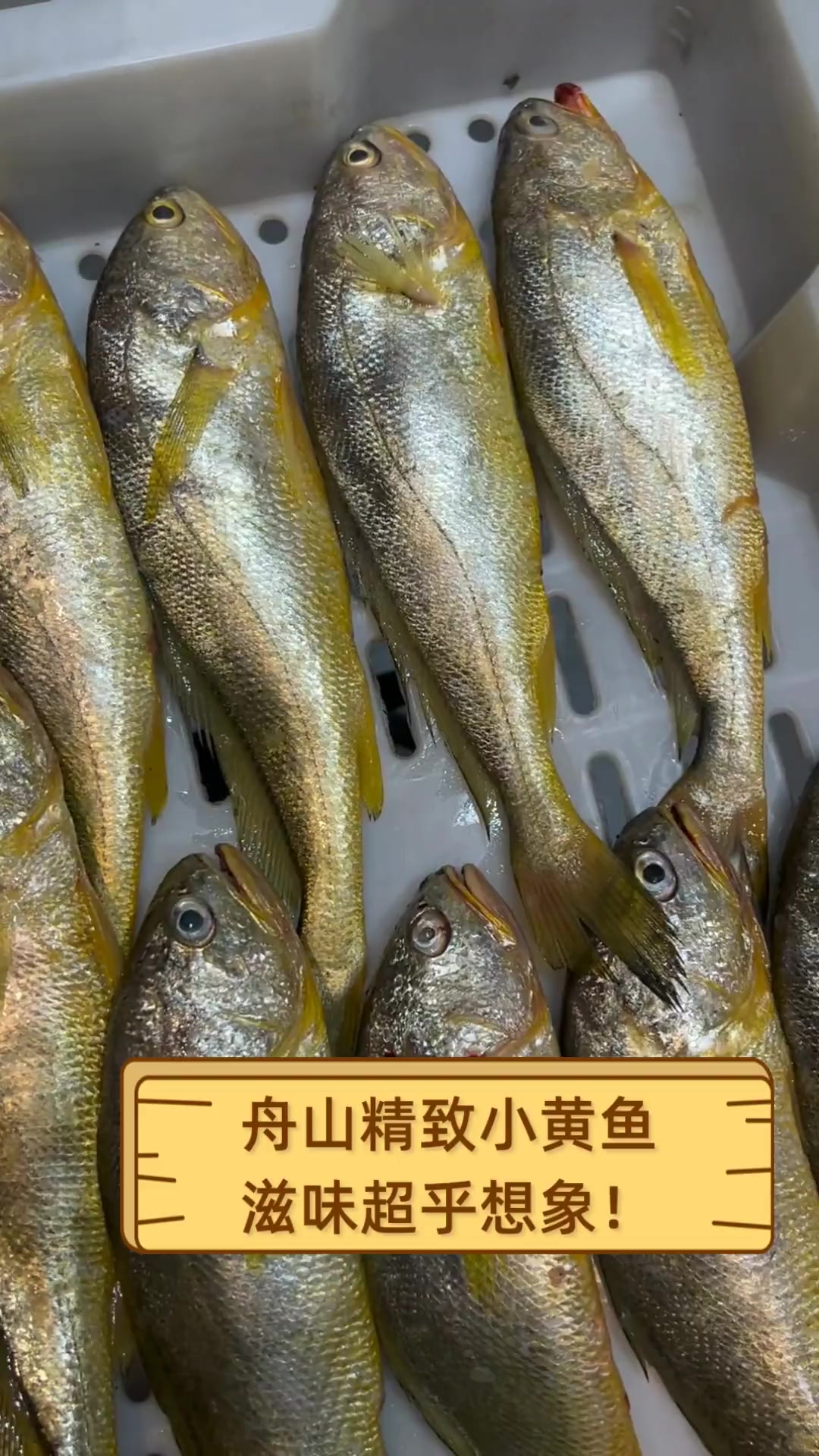 舟山精致小黄鱼,滋味超乎想象!