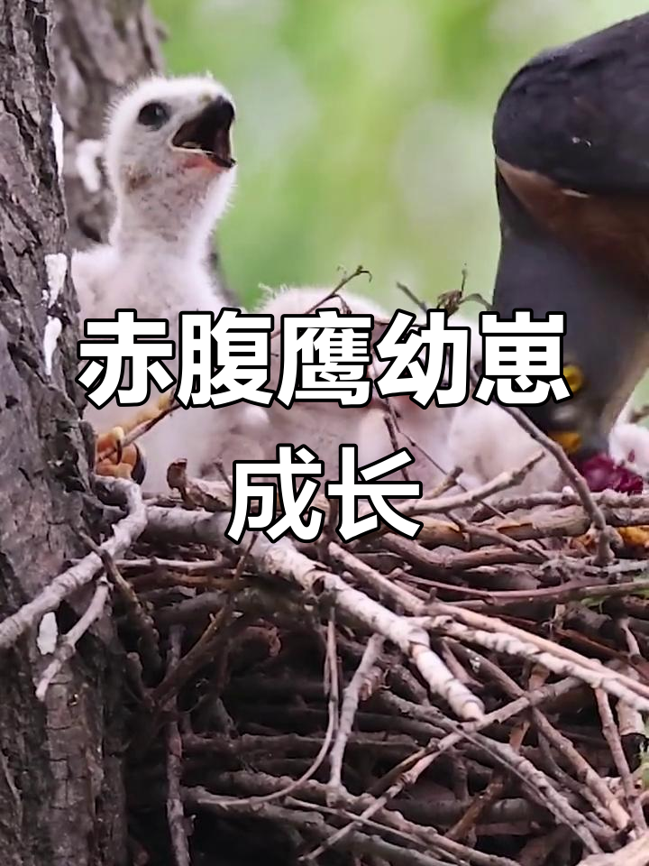 赤腹鹰幼崽的成长瞬间,定格美好时光