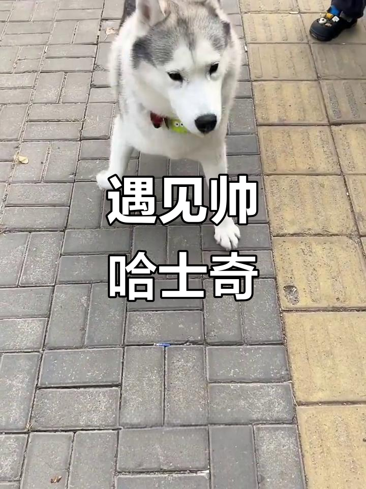 偶遇灰白哈士奇,帅气又温顺,主人超友好!