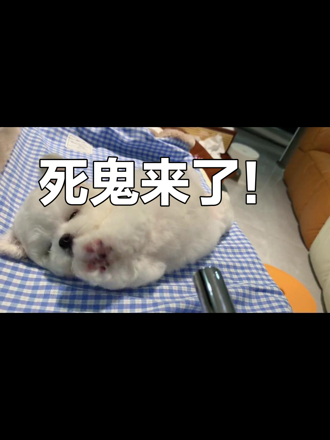 死鬼,这次又有什么新花样?棉花糖狗狗等你来挑战