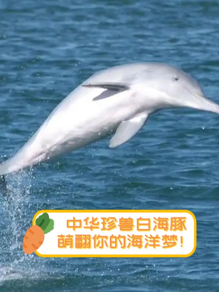 中华珍兽白海豚,萌翻你的海洋梦!