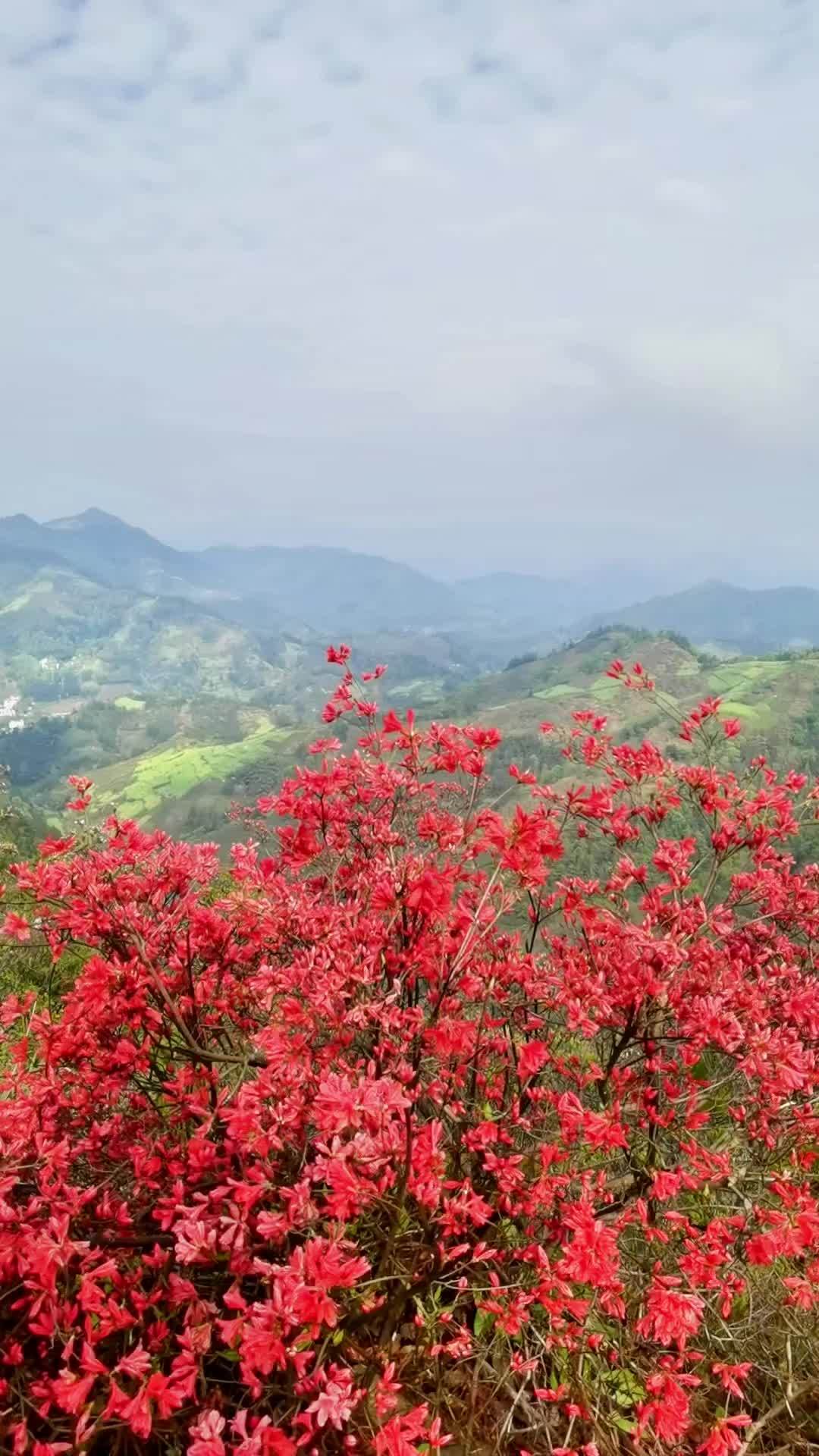 又见满山红图片