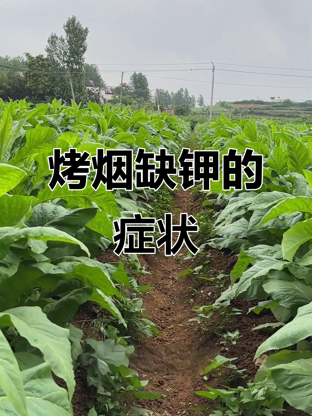 烤烟缺钾症状解析与应对方法