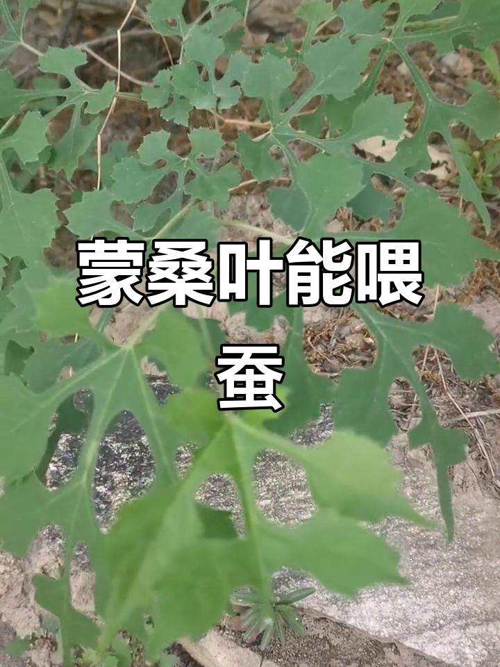 蒙桑:一种野生桑树,叶片也能养蚕