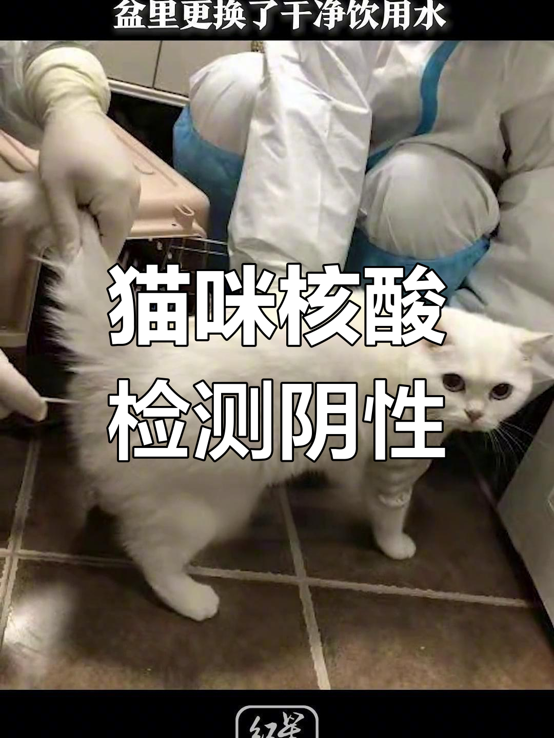 猫咪做核酸另一半图片图片