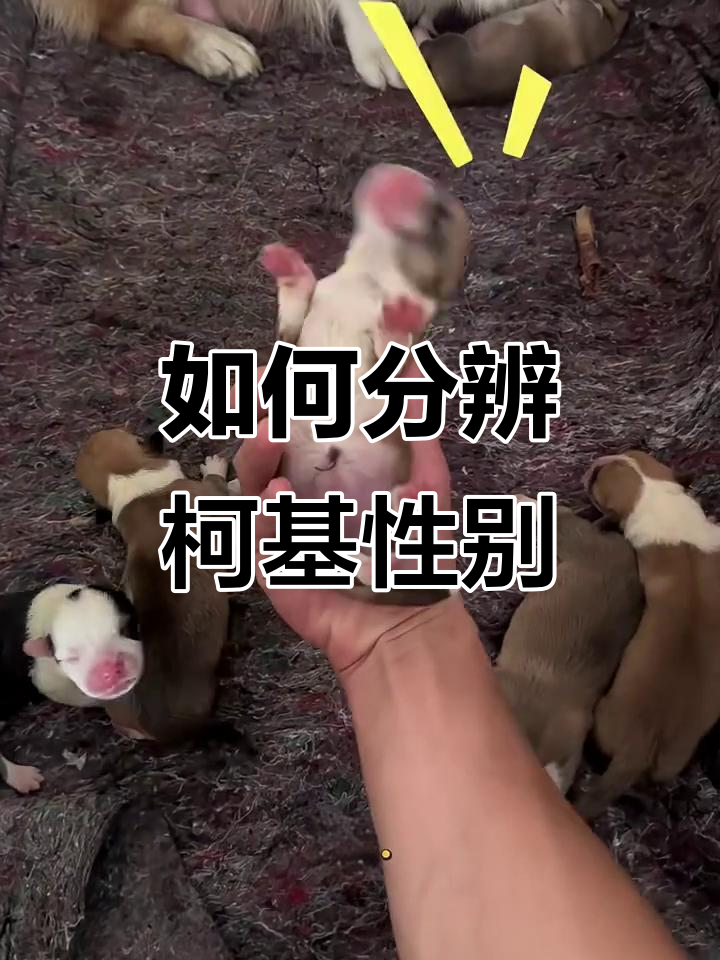 柯基幼犬性别大揭秘,公母如何区分?