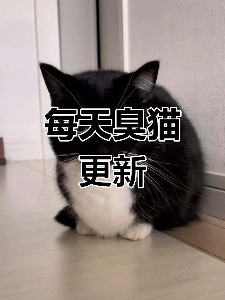 每日臭猫打卡,第四期新鲜出炉!