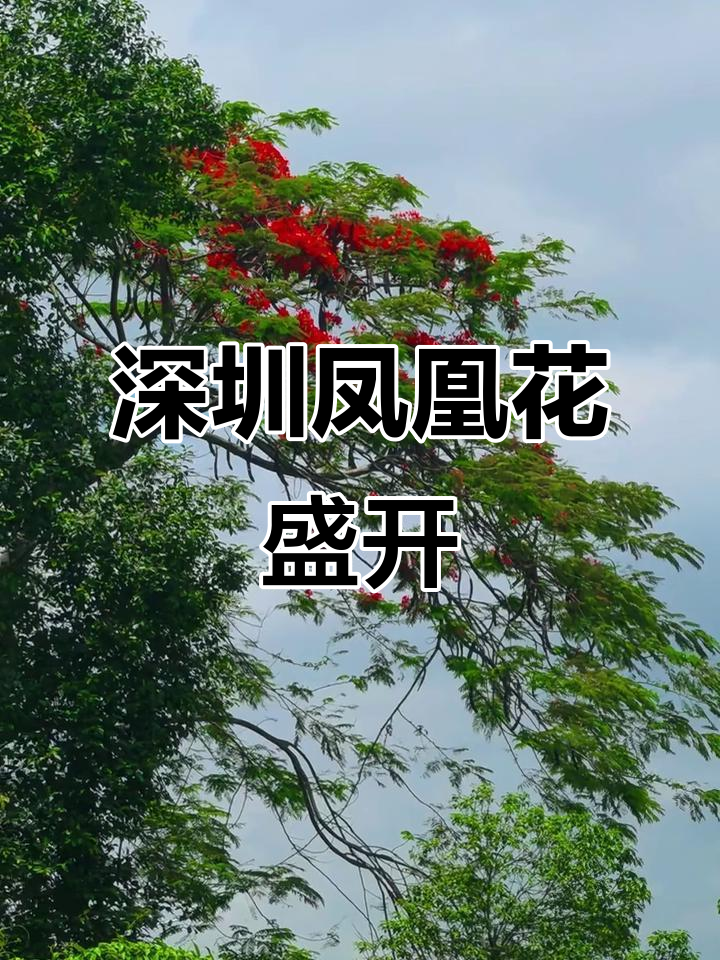 深圳凤凰花开,2025年盛夏美景