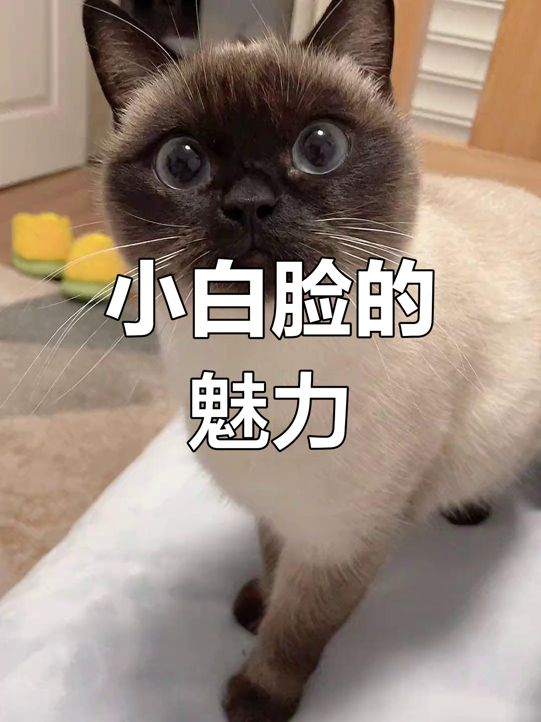 快来看这只小白脸,太可爱了!