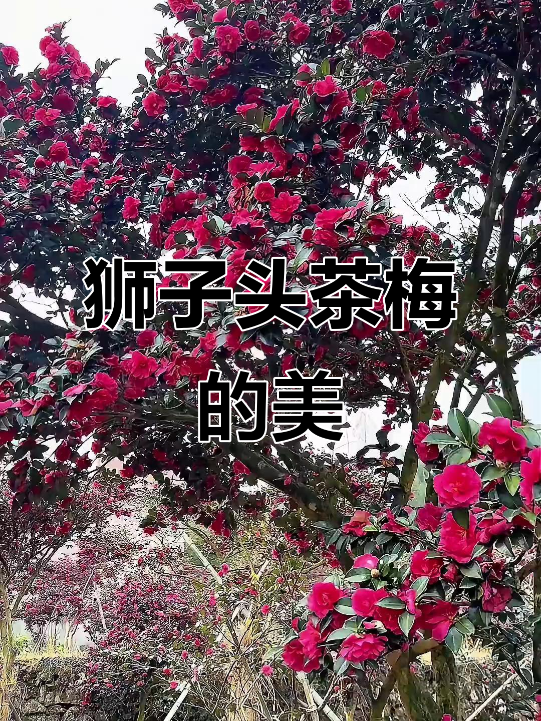 狮子头茶梅:从骨架到盛开,美得让人惊艳