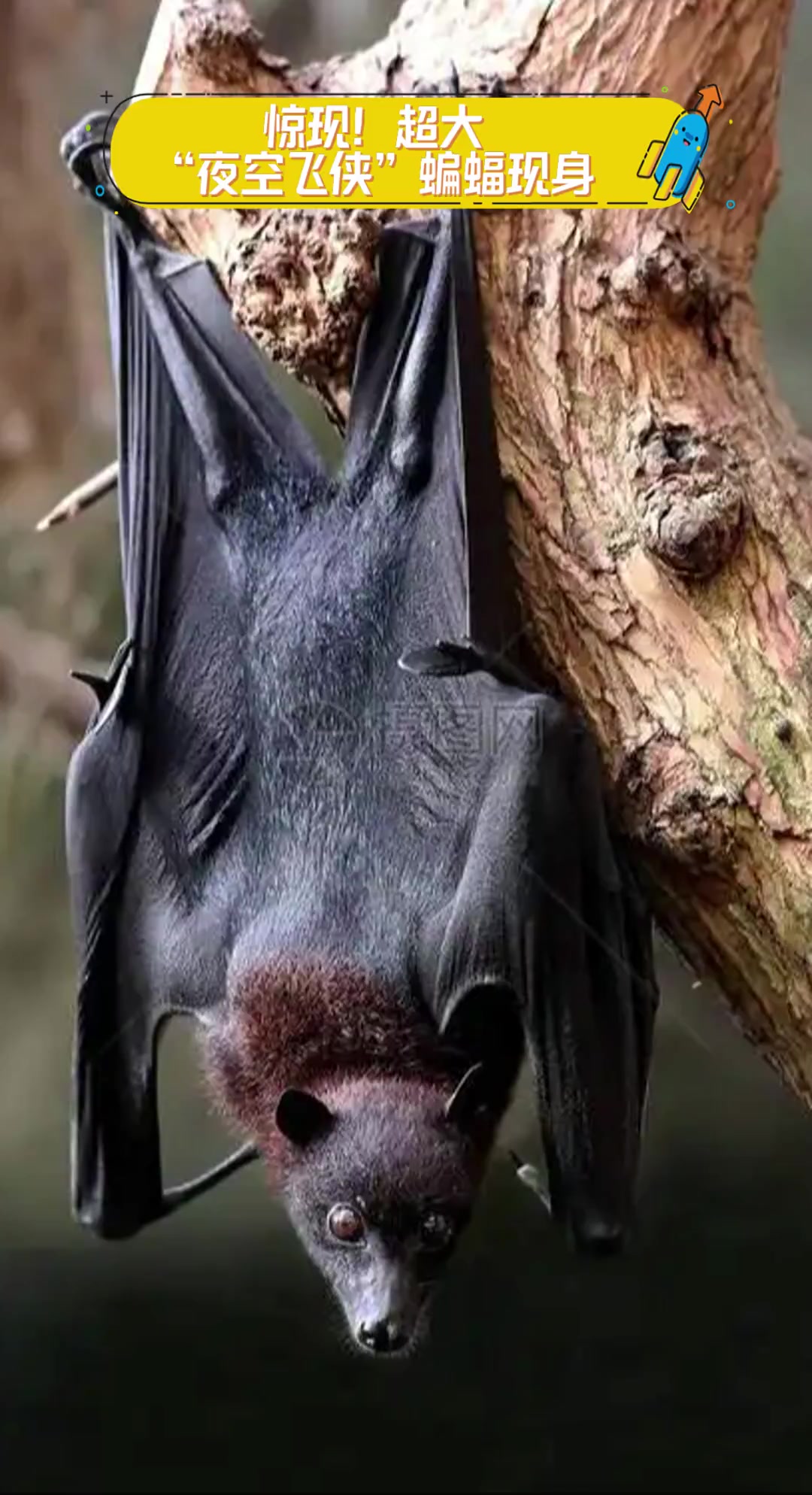 黑蝙蝠远程控制，黑蝙蝠远程控制怎么用