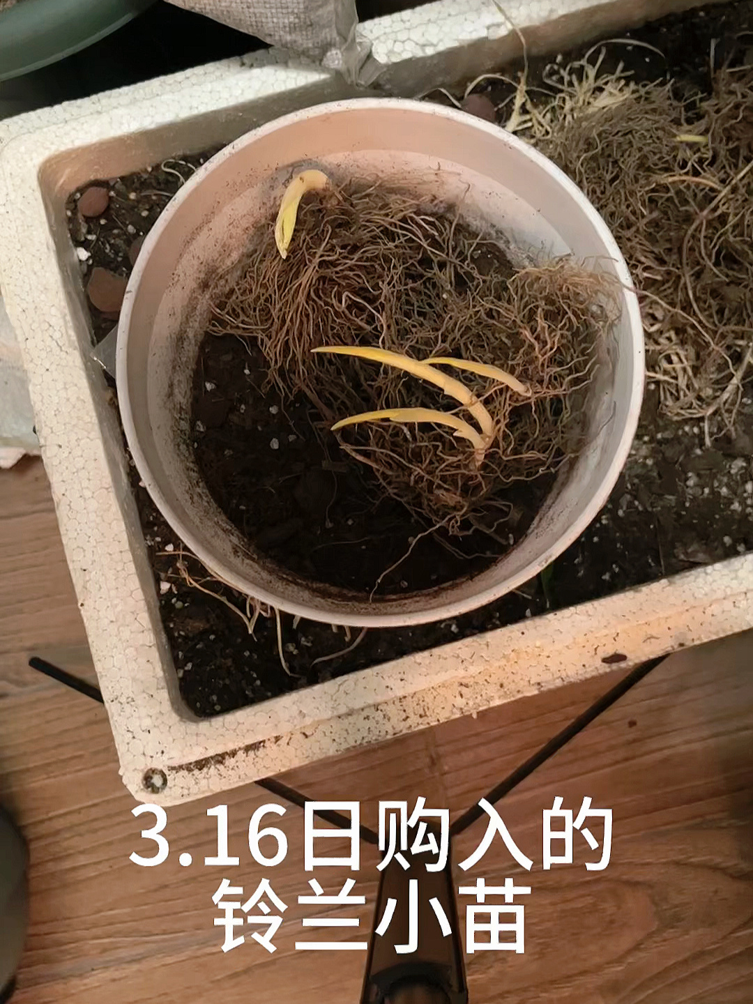1分钟带你观看铃兰的生长过程