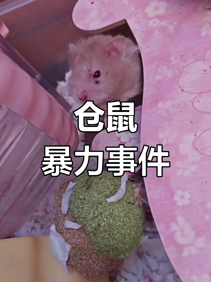 金丝熊仓鼠打架,竟然被"家暴"了!