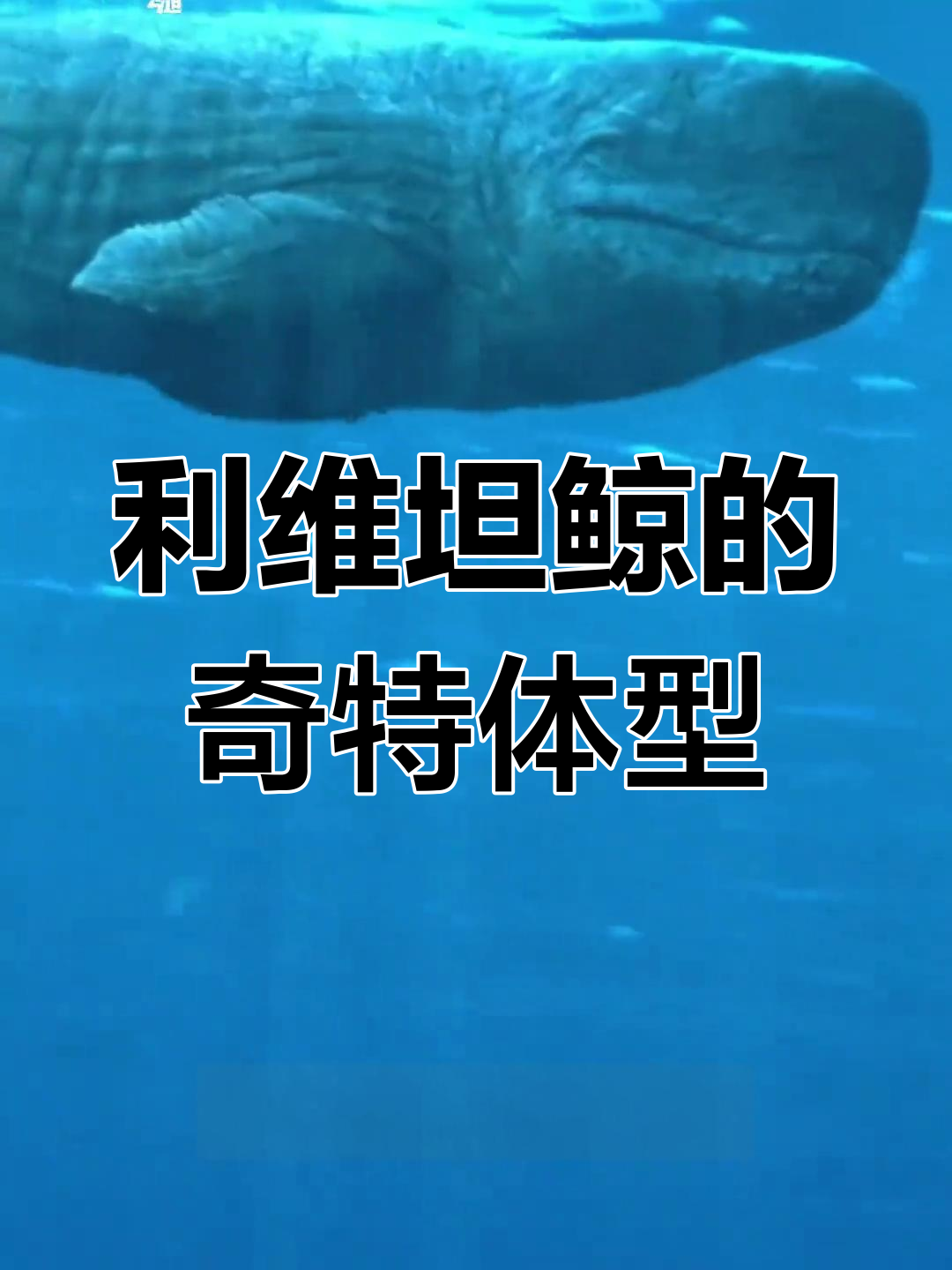 梅氏利维坦鲸:潜艇般的身形与无量仙翁般的大头