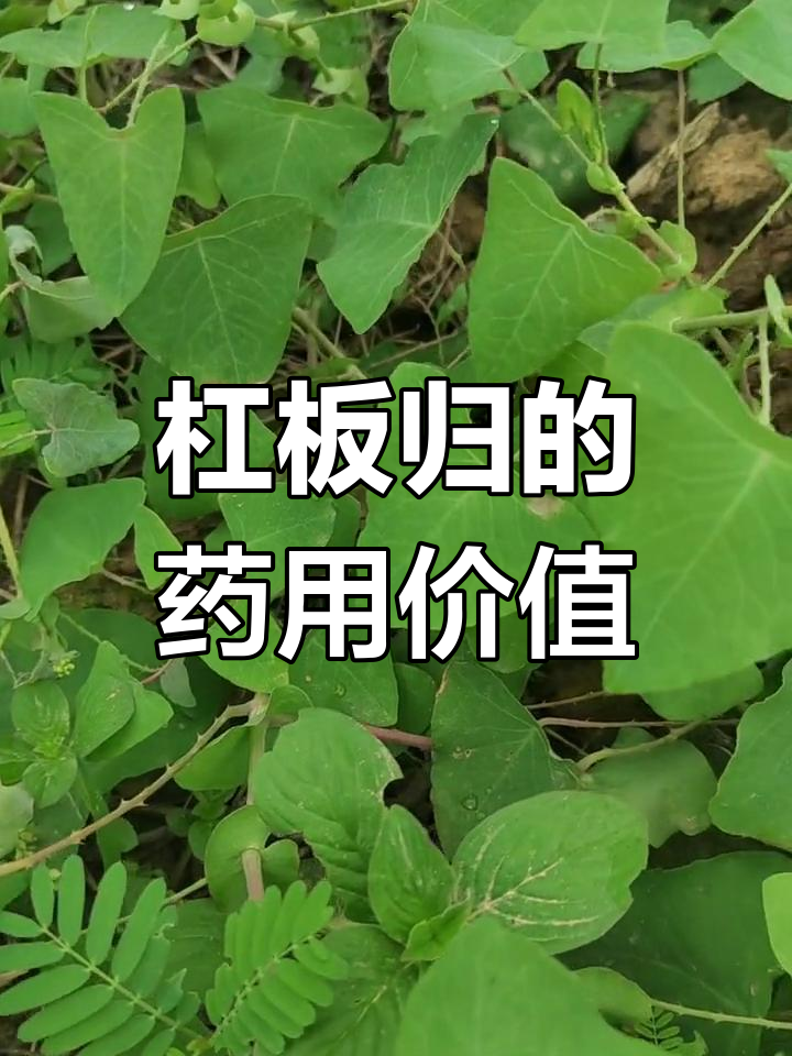 杠板归,蔓性草本,花白或紫,全草入药