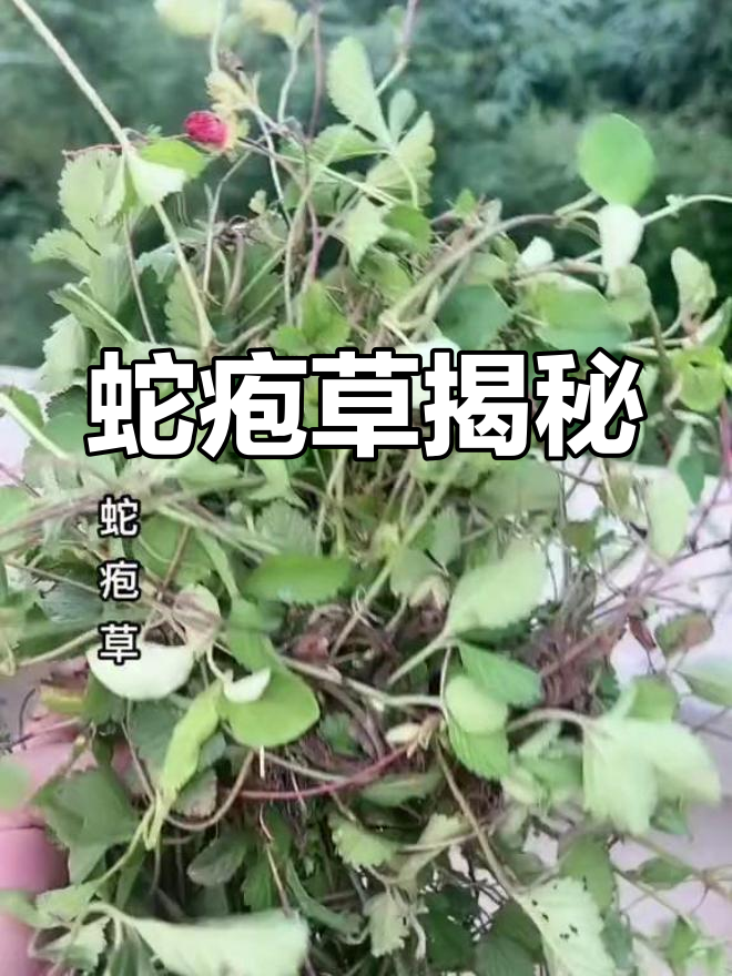 蛇疱草长啥样?它的神奇功效你知道吗?