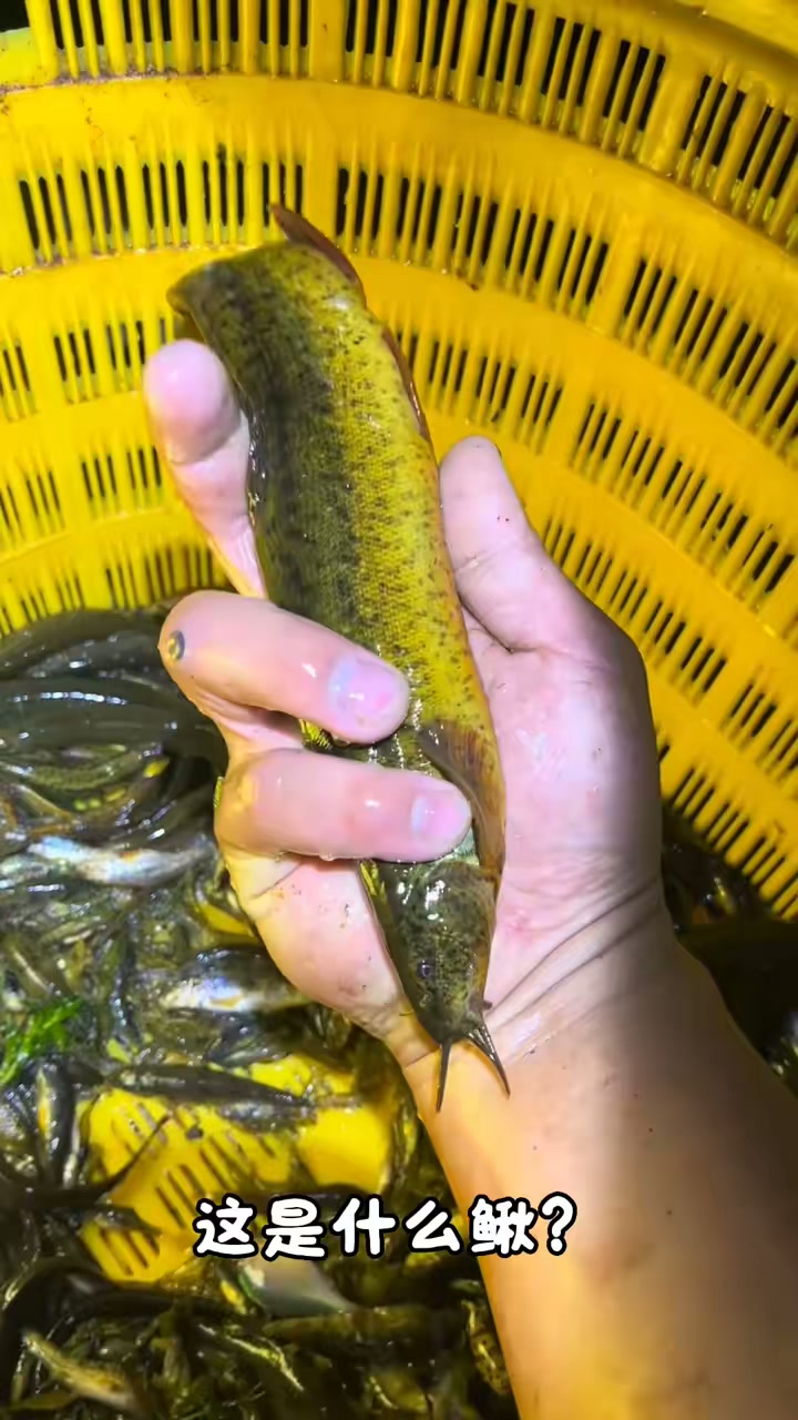 分享科普14种农村常见的鳅鱼,看看你认识几种