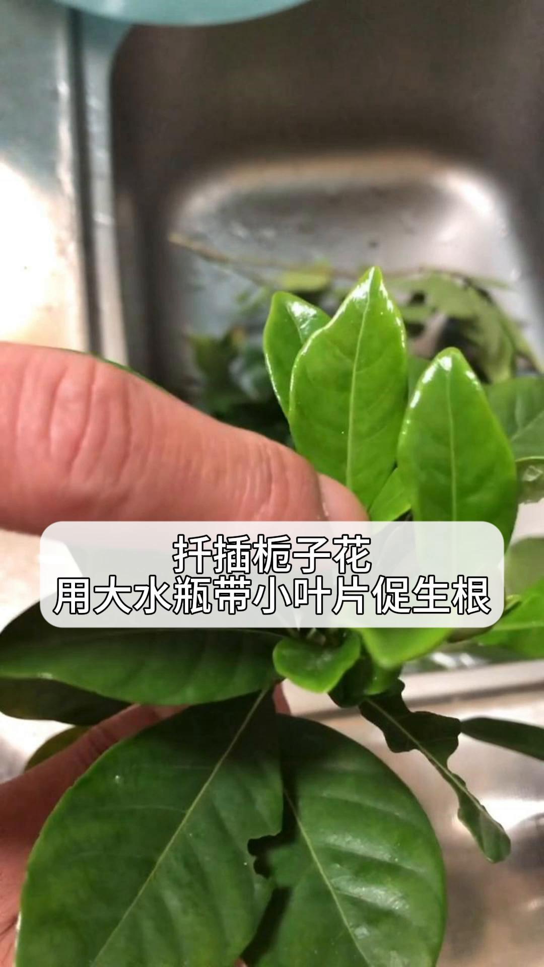 扦插栀子花,用大水瓶,带小叶片促生根