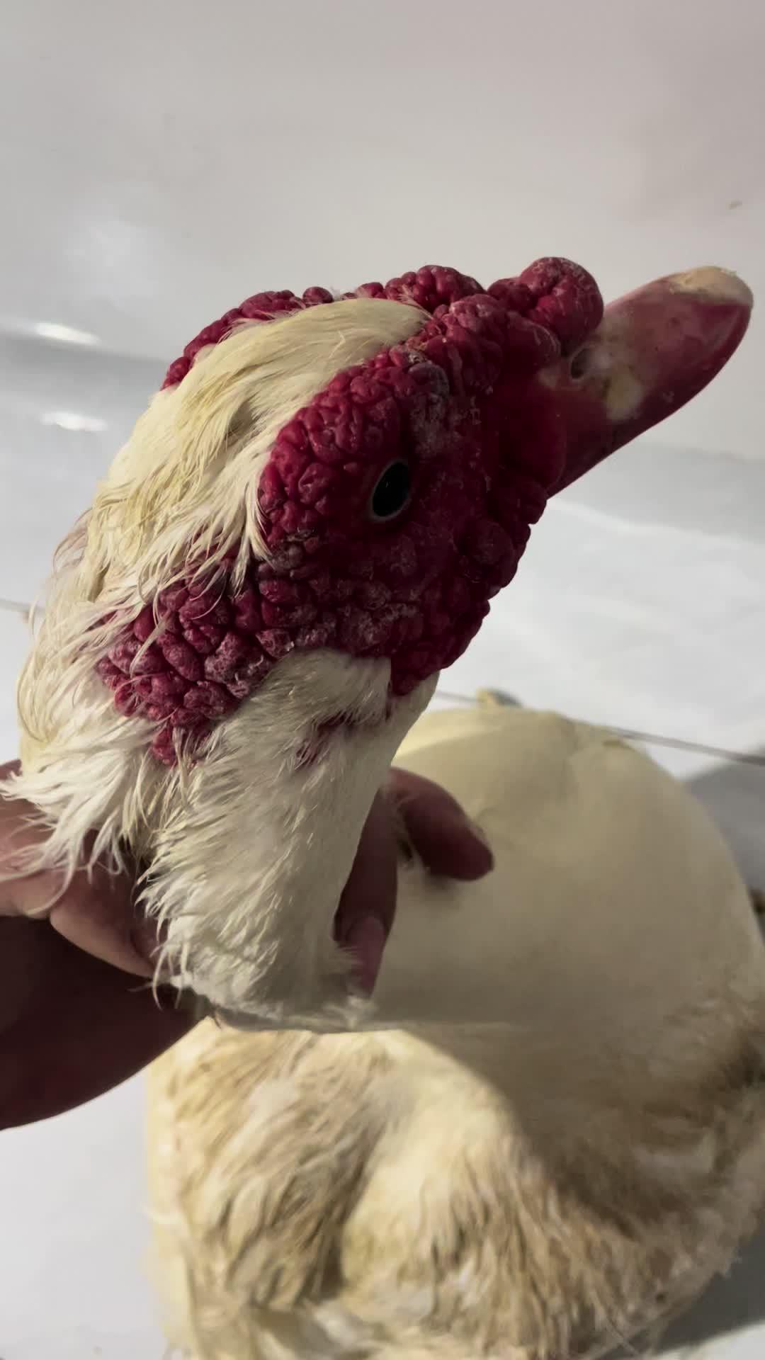 今天有一只老番鸭看中私信 江苏盐城 番鸭 土鸭