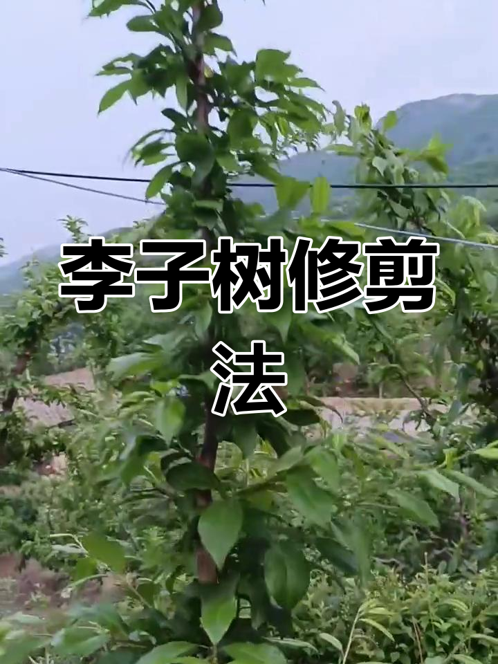 修剪李子树,先剪新枝,再立主干,七月后控制生长