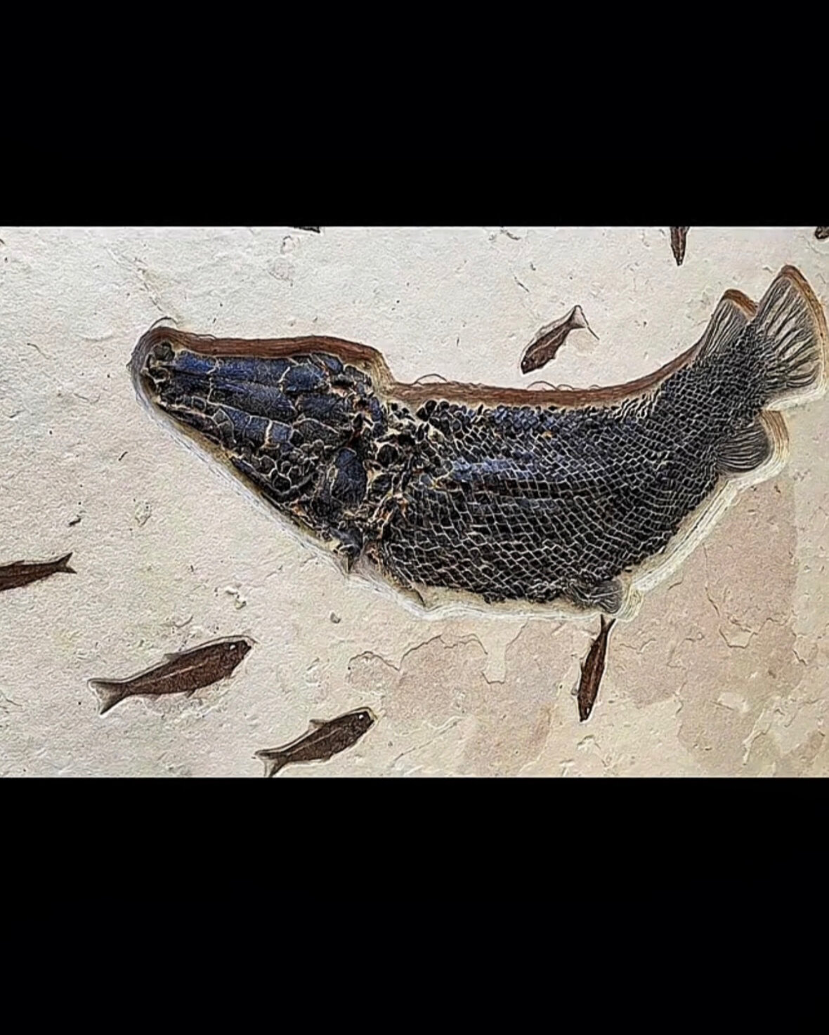 鳄雀鳝果然是很古老的动物了