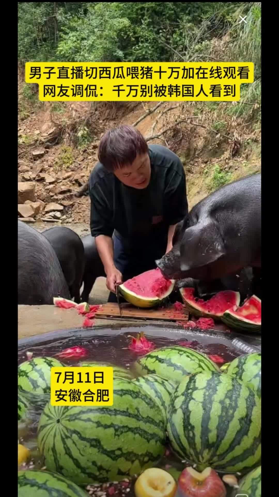 "猪小菲"的一名90后大学生回家帮爷爷养猪,开启切西瓜喂猪直播模式