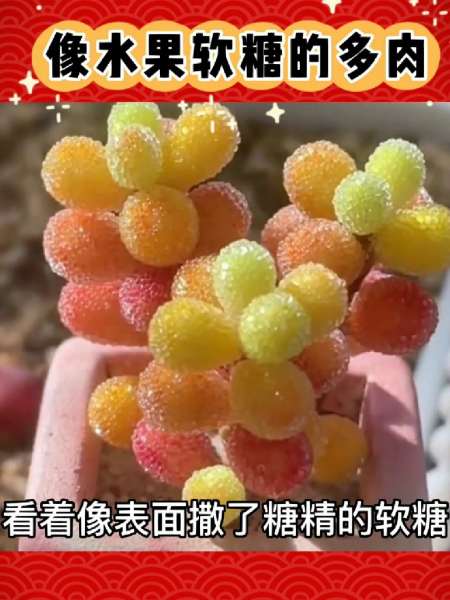 像水果软糖的多肉谁能不爱啊