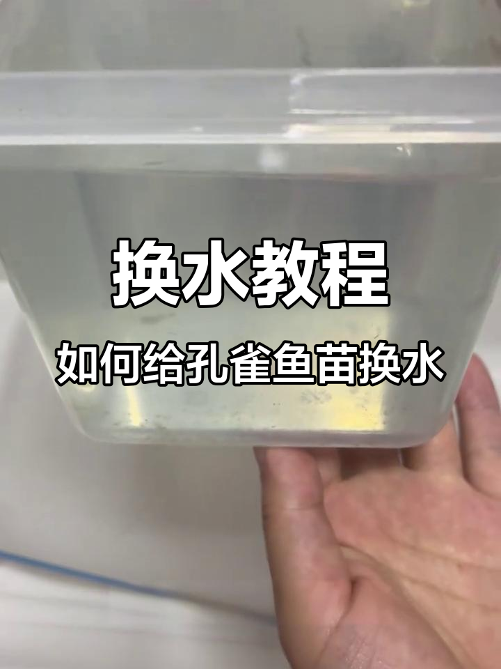 孔雀鱼苗换水技巧,轻松学会操作步骤