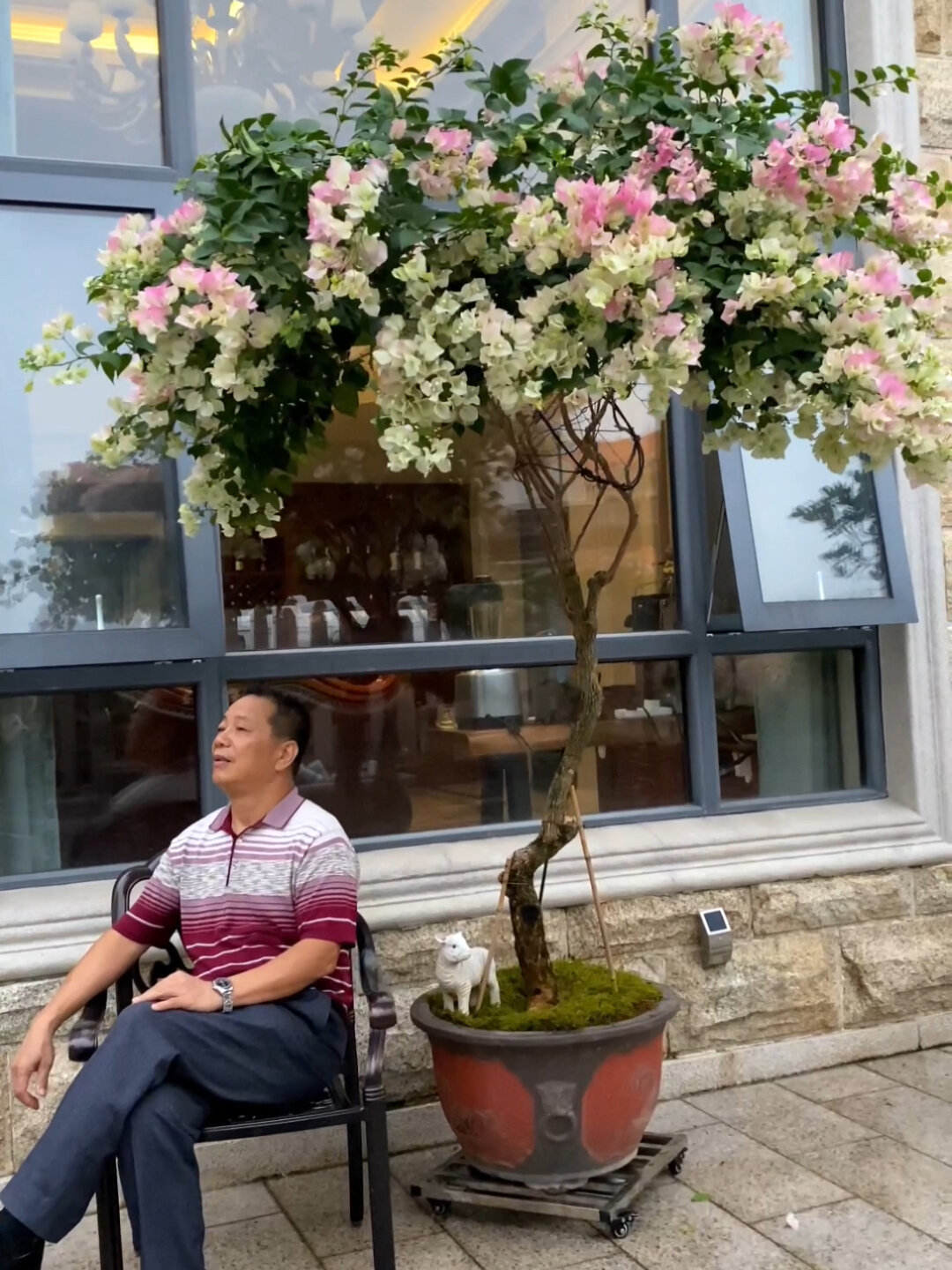 绿樱三角梅 原生老桩 树型