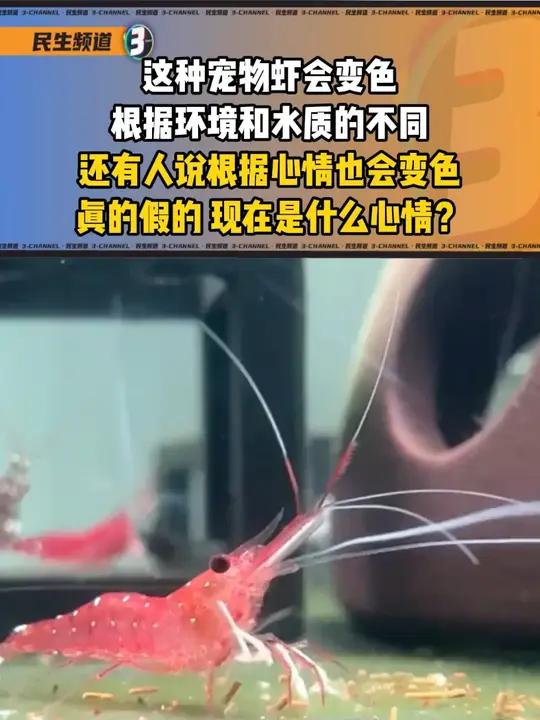 这种宠物虾会变色,根据环境和水质的不同 世界真奇妙