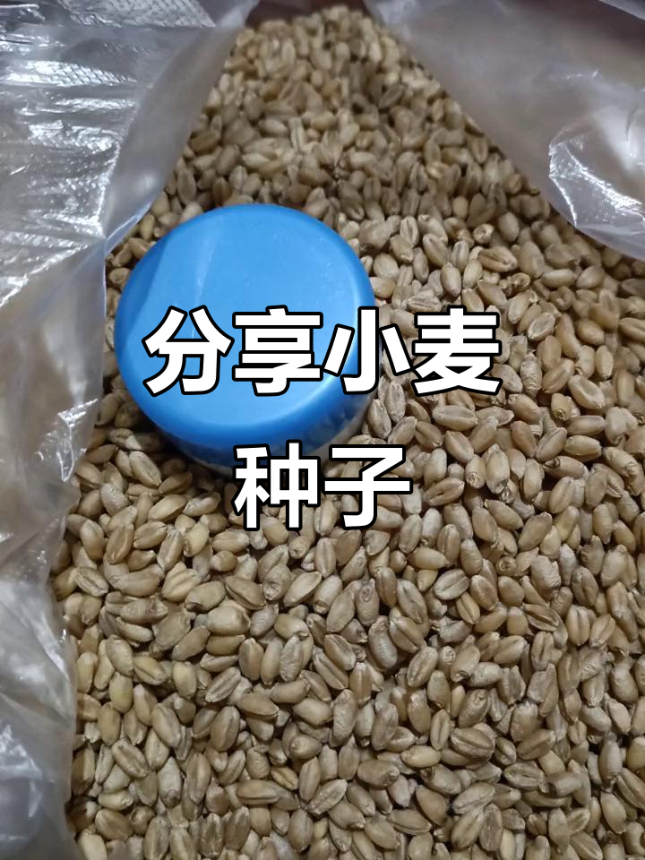 小麦种子分享,助力农业发展
