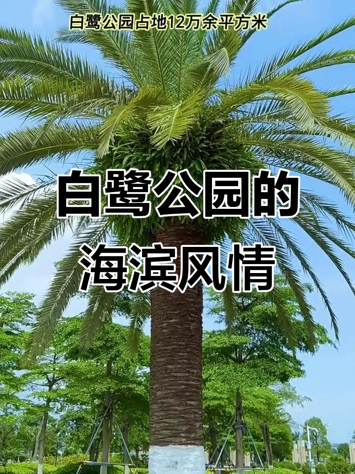 防城港白鹭公园:海风拂面,俯瞰滨海美景