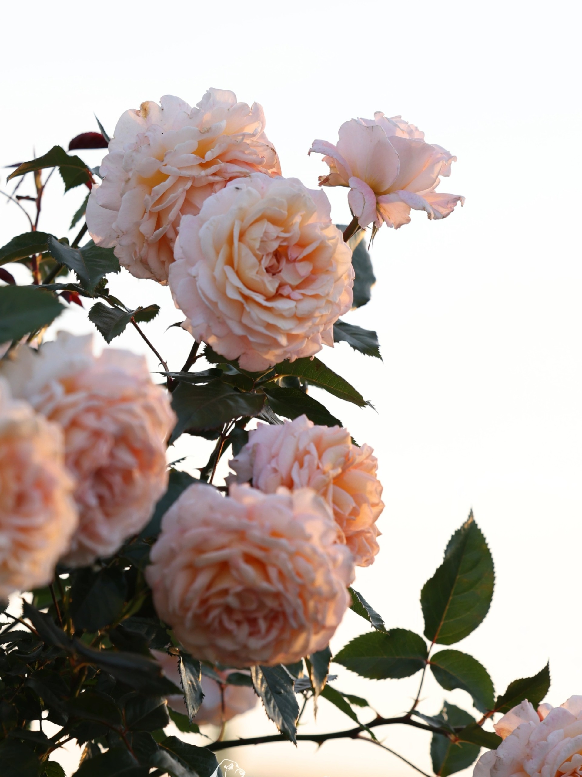 月季"大公夫人"