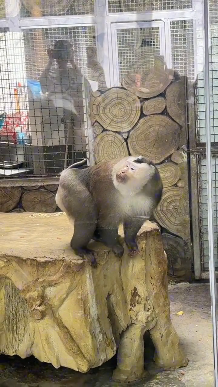 最喜欢凹造型的猴子