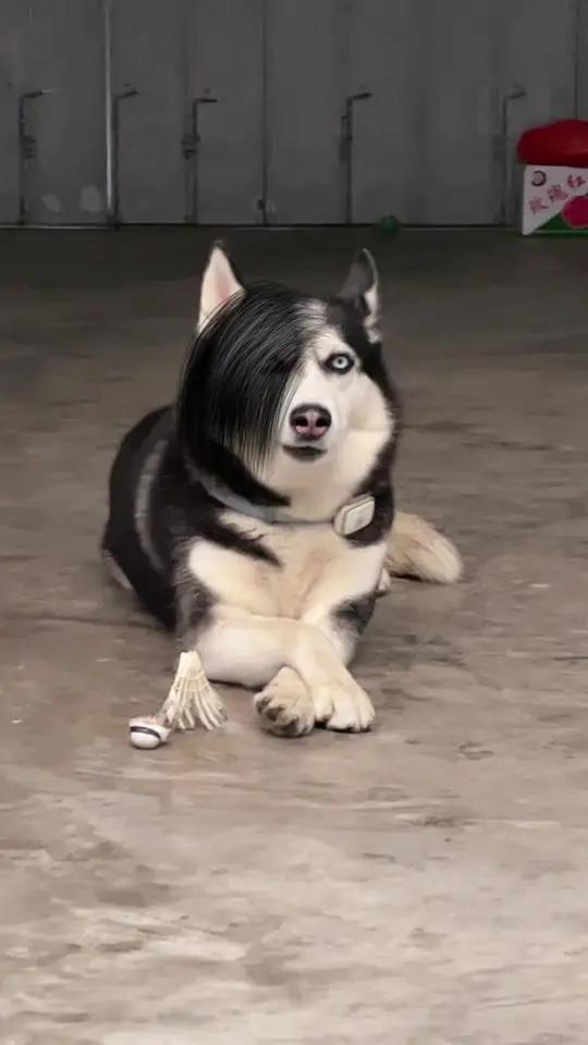 挑战全网最帅的哈士奇,这气质,无狗能敌 萌宠杀马特 哈士奇 搞笑 气质